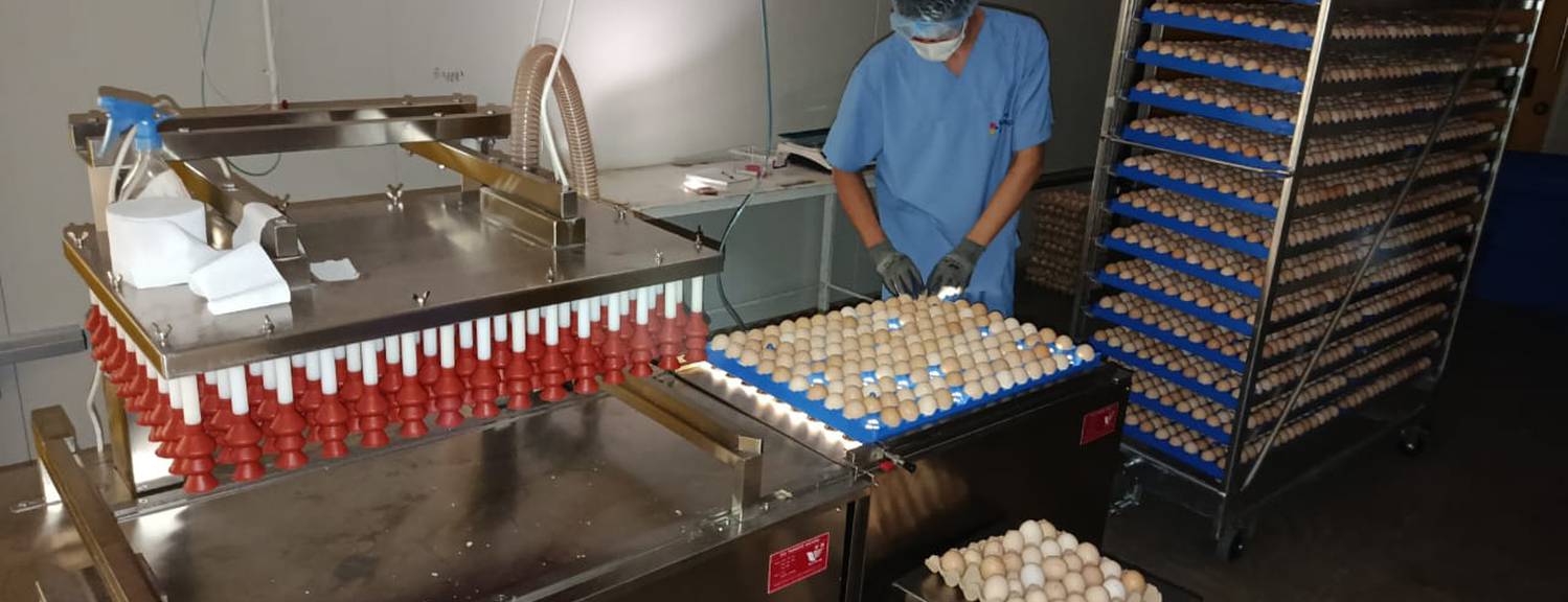 Тойбосс «Кыргыз Бройлер» получил статус племенного птицеводческого завода